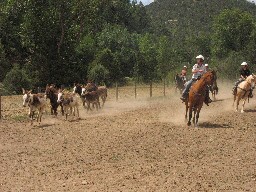 Gymkhana at Cattle Headquarters - Heading Burros